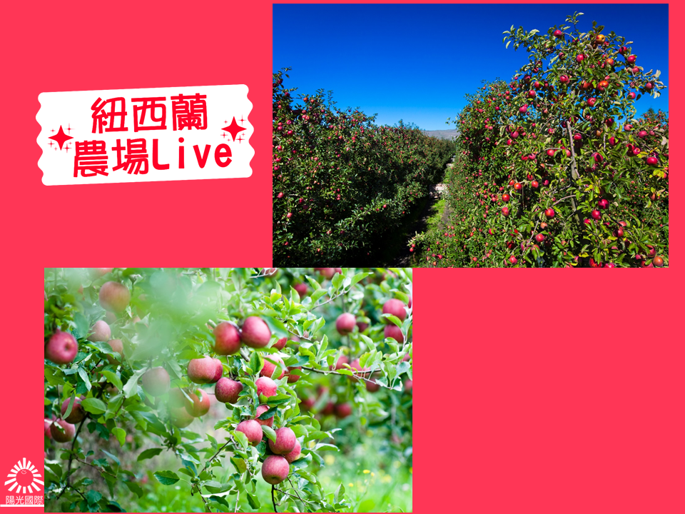 紐西蘭有機蘋果富士蘋果