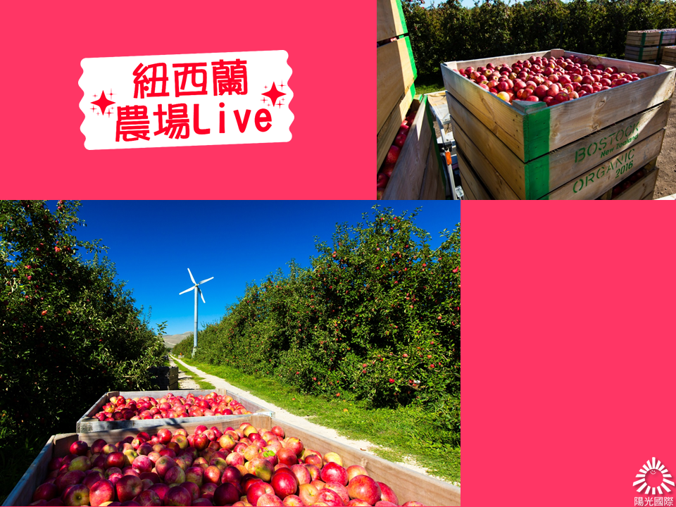 紐西蘭有機蘋果富士蘋果