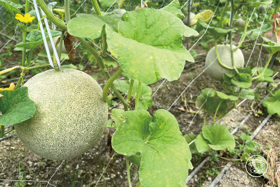 綠肉洋香瓜/台中2號洋香瓜