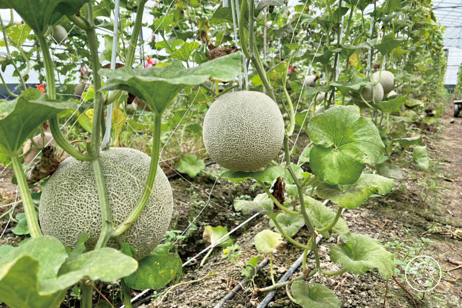 綠肉洋香瓜/台中2號洋香瓜