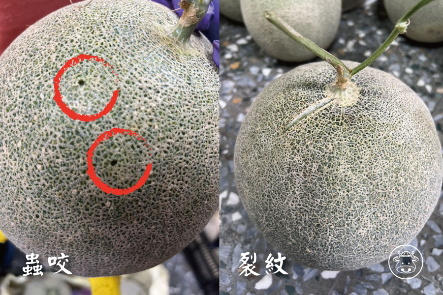 綠肉洋香瓜銷售006
