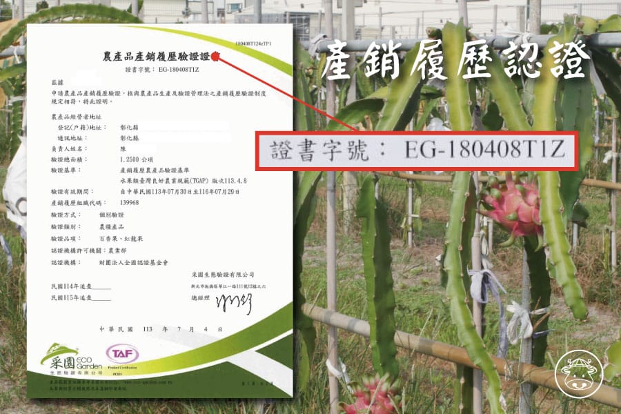 雙色火龍果銷售007