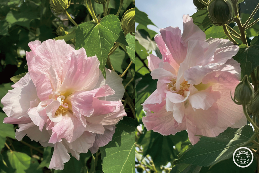 有機芙蓉花銷售001