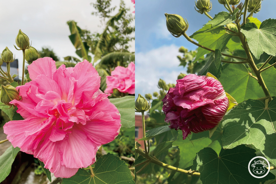 有機芙蓉花銷售002