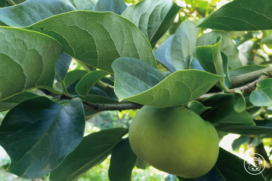 梨山甜柿銷售005