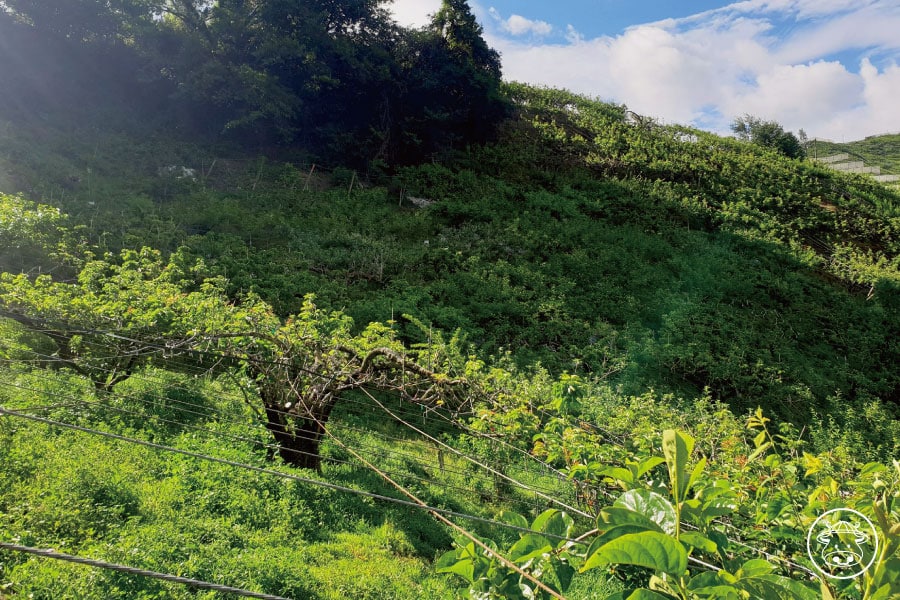 梨山甜柿銷售007