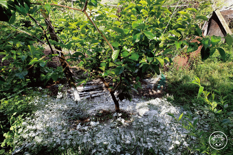 梨山甜柿銷售008