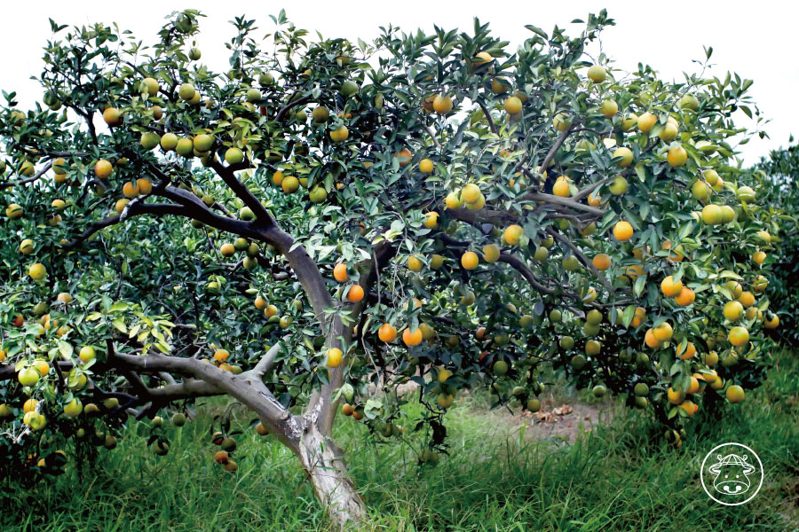 紅肉甜丁銷售012