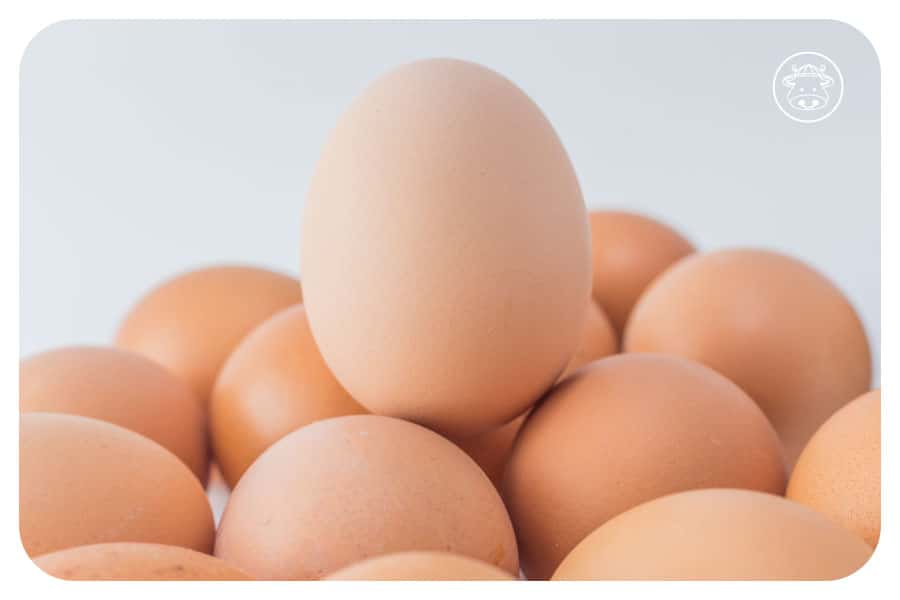 【雞蛋安全懶人包】看懂溯源編碼、認識芬普尼Fipronil，安心選蛋不踩雷！