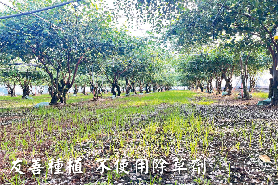 小同蜜棗銷售003