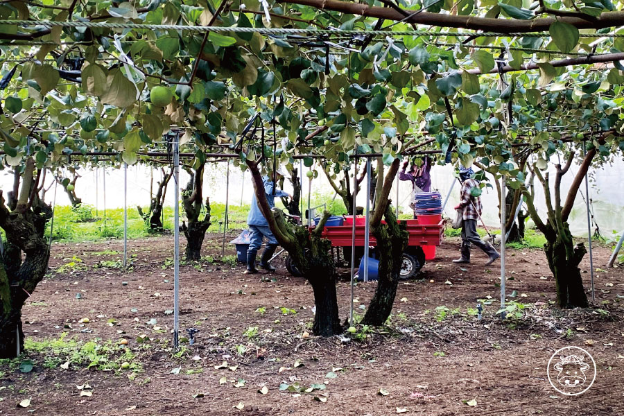 小同蜜棗銷售005