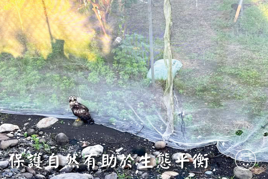 小同蜜棗銷售006