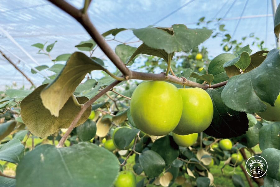 六龜雪麗蜜棗/蜜棗/棗子