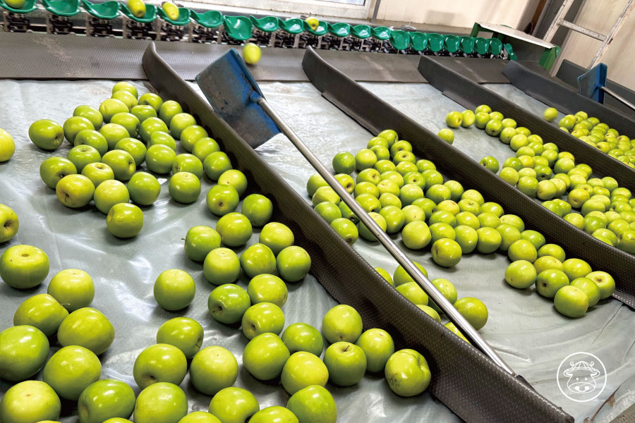 小同蜜棗銷售08