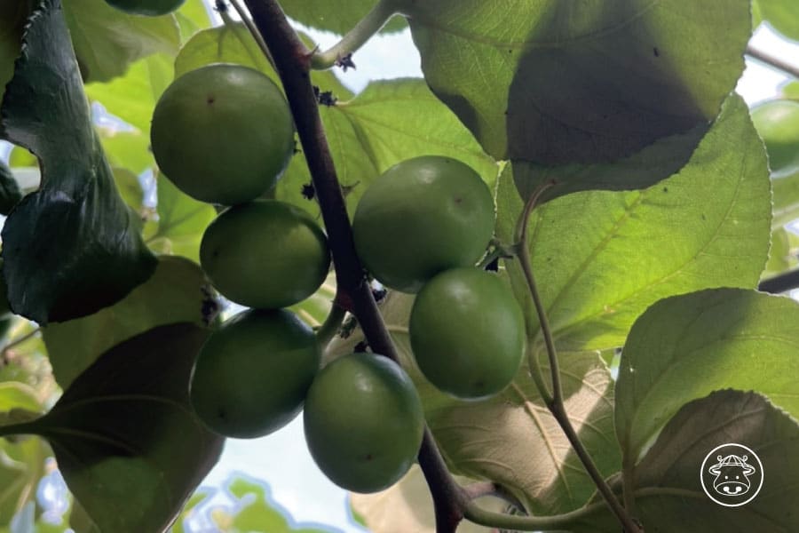 小同蜜棗銷售11