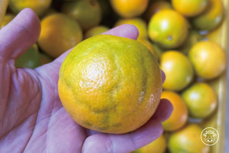 茂谷柳丁銷售09