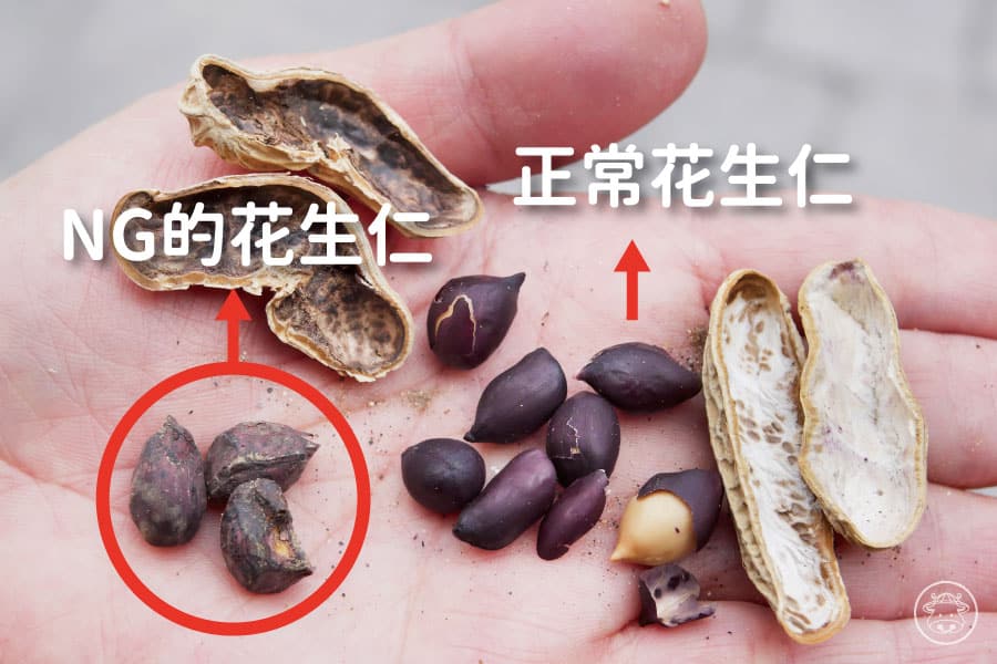 黑金剛花生糖銷售008