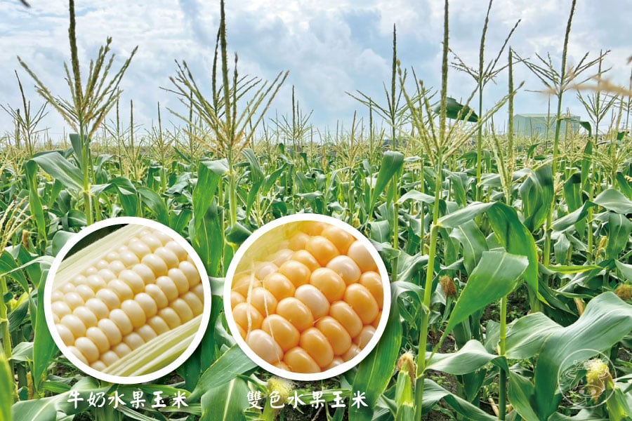牛奶水果玉米/雙色水果玉米
