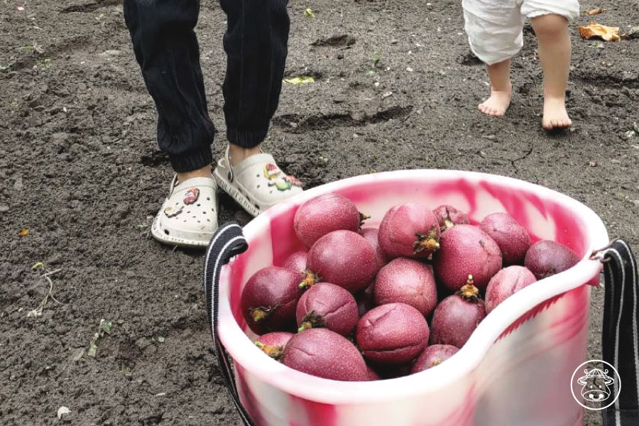台東藍星百香果銷售005
