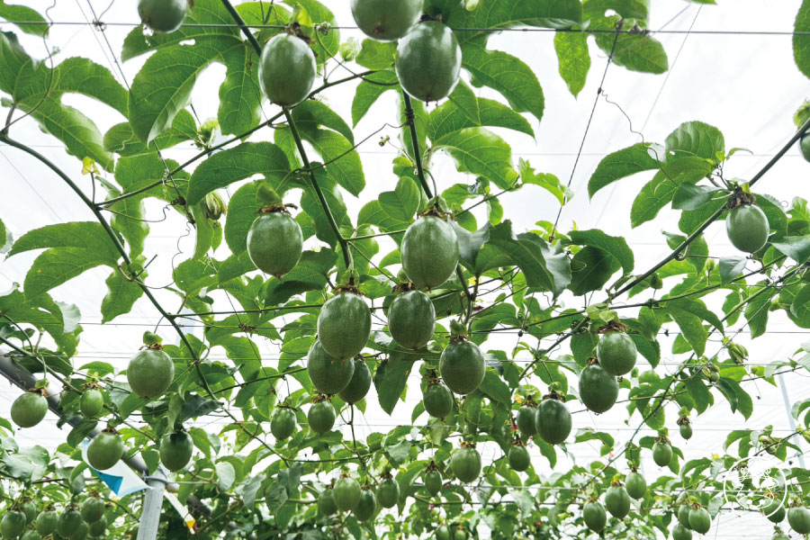 台東藍星百香果銷售007