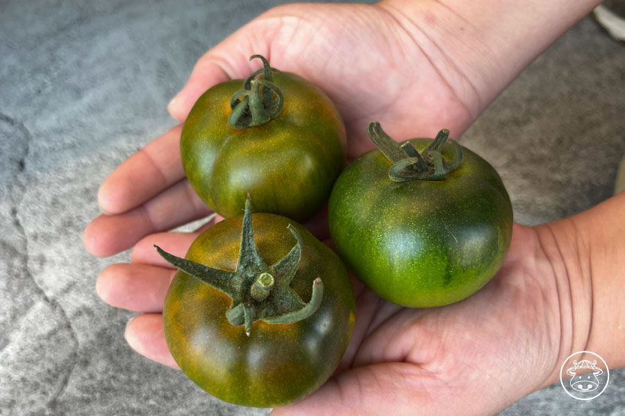 嘉義黑柿銷售005