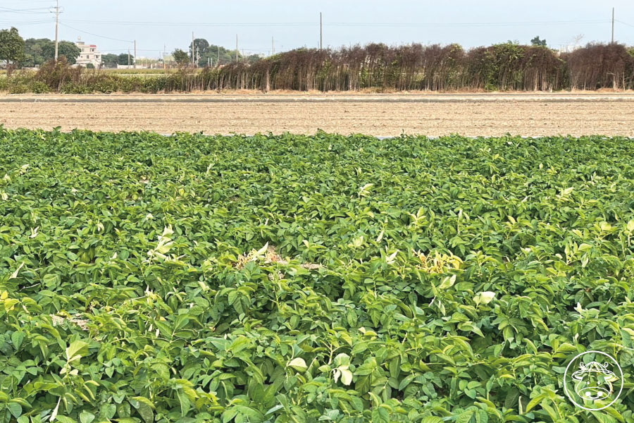 斗南馬鈴薯銷售002