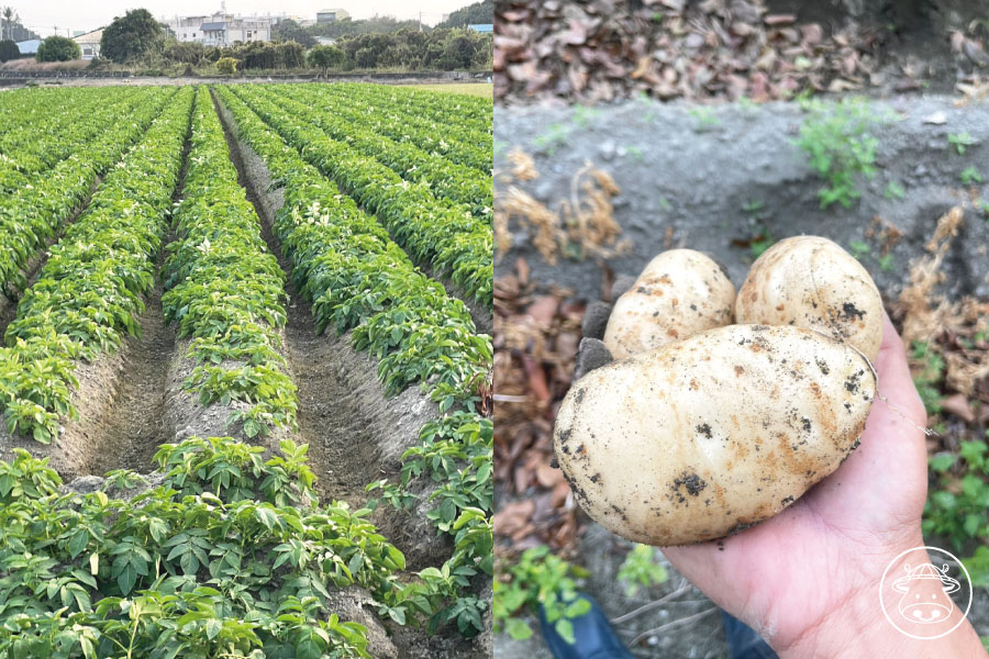 斗南馬鈴薯銷售004