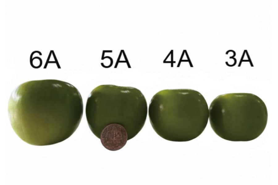 珍蜜蜜棗銷售006