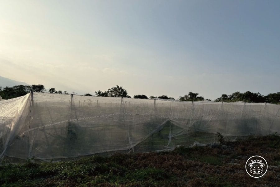 珍蜜蜜棗銷售007