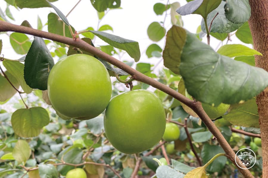 珍蜜蜜棗銷售008