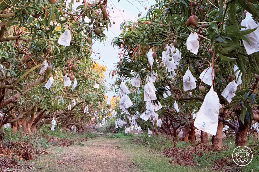 枋山愛文芒果銷售007