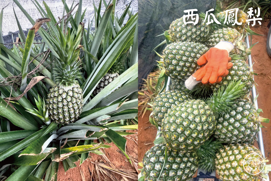 林內金鑽鳳梨/西瓜鳳梨/果乾