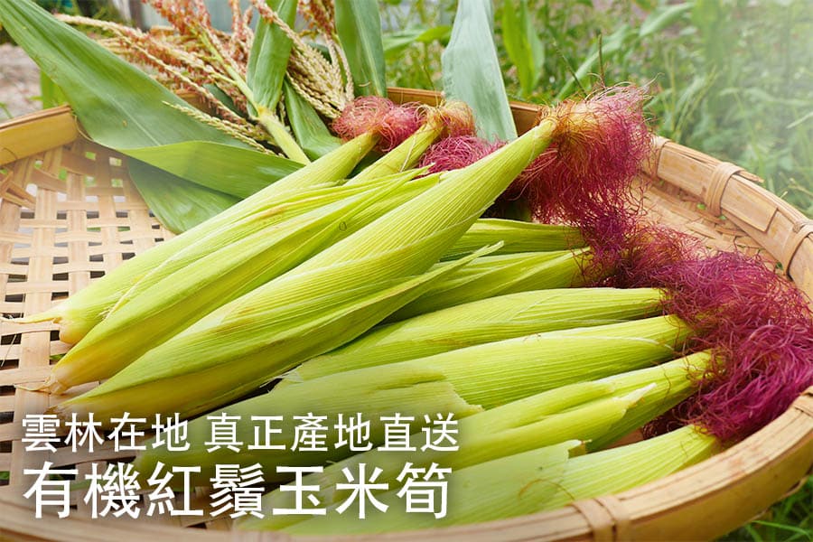 organic babycorn0022