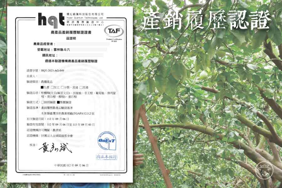 中秋送禮首選:雲林《斗六文旦》30年以上老欉的文旦柚 13 文旦銷售C 1