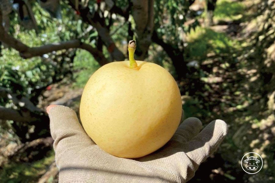 梨山種植《新世紀水晶梨/白玉水梨》清甜爽脆又多汁 5 梨山新世紀梨/新世紀水晶梨