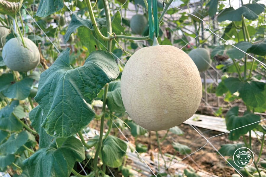 新春香哈密瓜銷售003