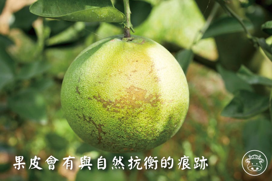 綠寶石葡萄柚