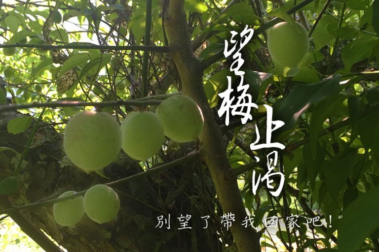 山區 《新鮮 手採青梅》清明前後採收 通常要預購才有保留 滿足您的手作魂 (2) 23 山區 《新鮮 手採青梅》清明前後採收 通常要預購才有保留 滿足您的手作魂 (2)