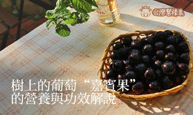 樹上的葡萄“嘉寶果”的營養與功效解說- 台灣幫棒農