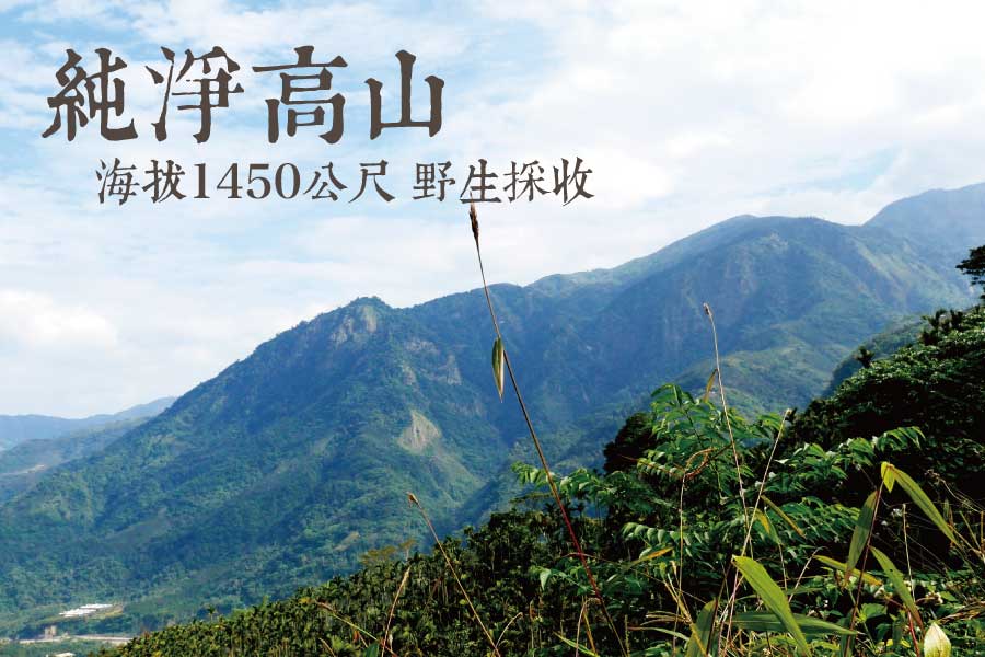 頂級高山《野生鮮嫩轎篙筍》 天然純淨山區生長 截取最鮮嫩部位(目前已無販售)