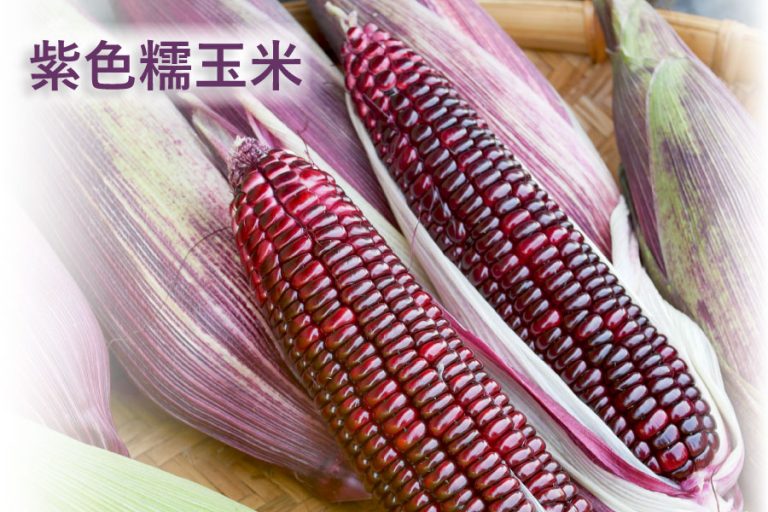 《黑寶紫色糯玉米》會Ｑ的紫色玉米，當日採收新鮮配送
