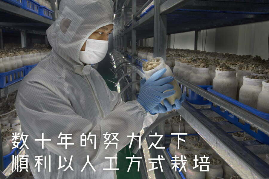 台灣種植 玉蕈 松本茸