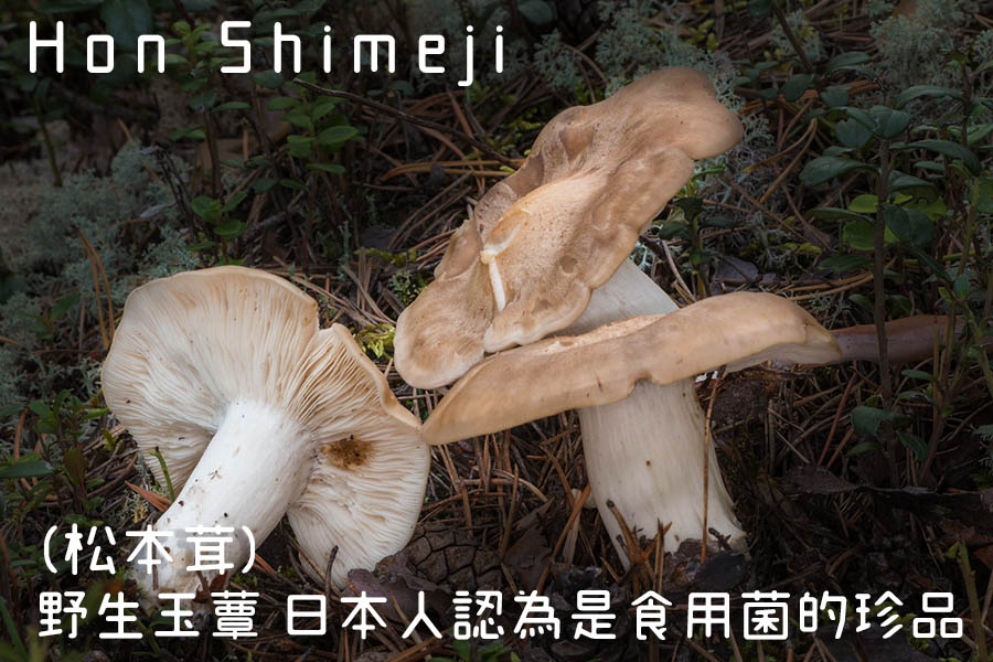 松本茸 Mushroom004