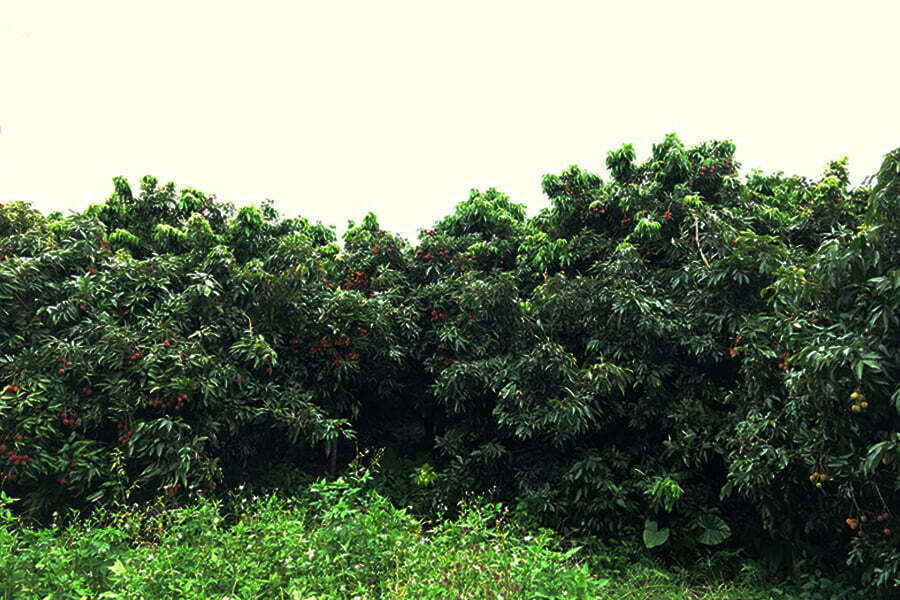 litchi003