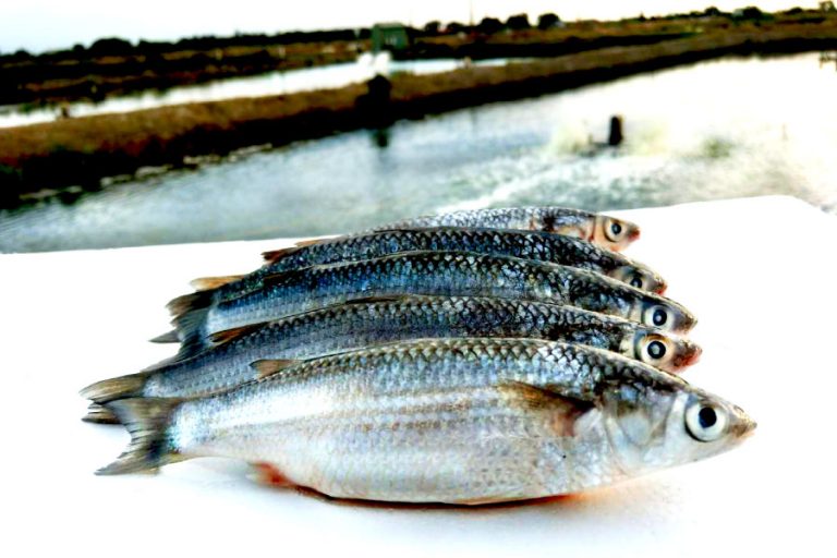 《豆仔魚》產銷履歷 專門養殖 3 《豆仔魚》產銷履歷 專門養殖