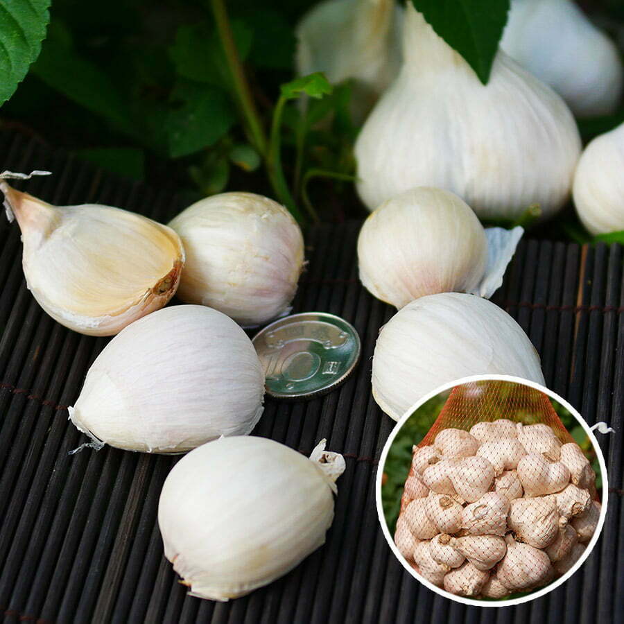 garlic001