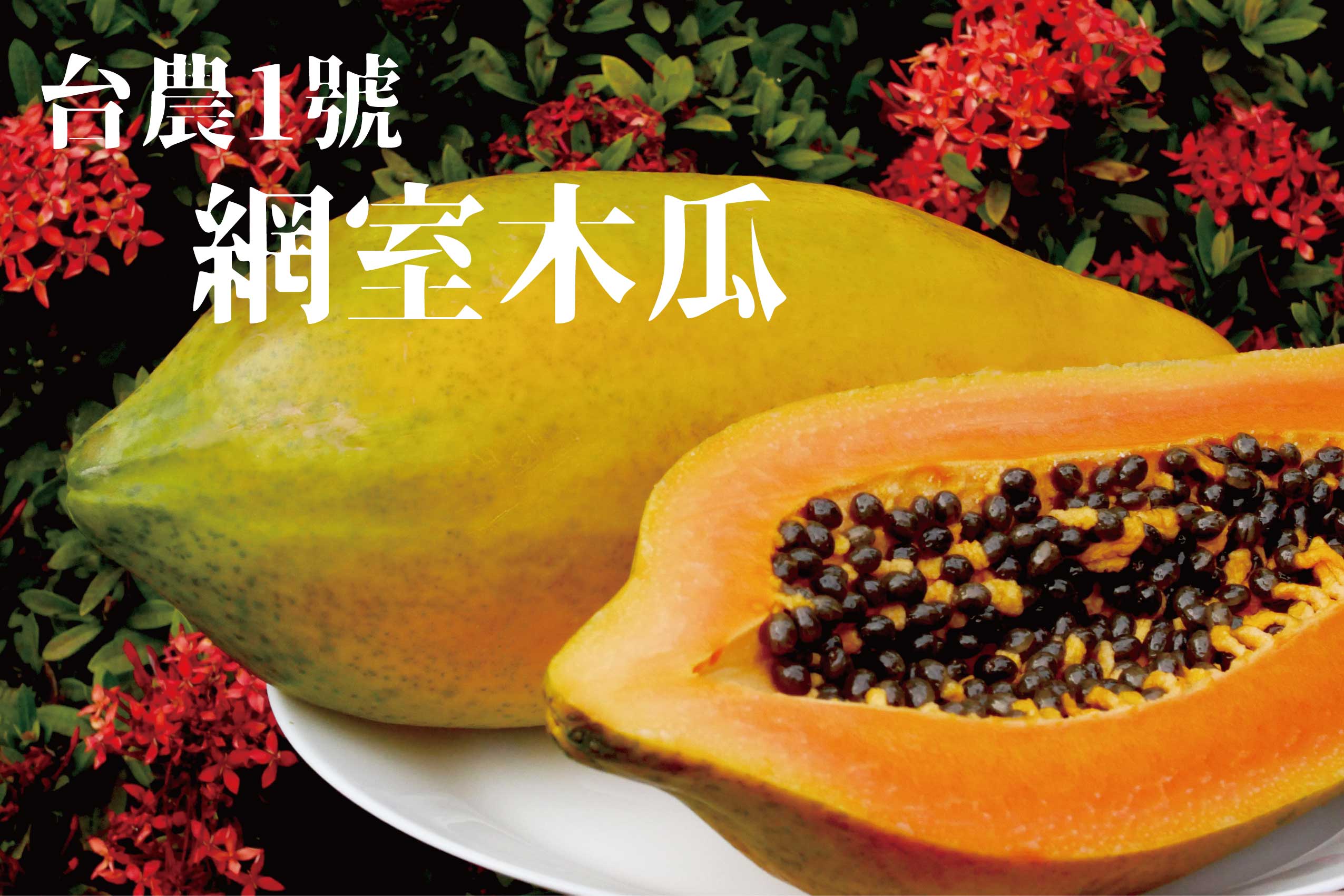 台農1號 木瓜 網室種植香甜濃郁 2 台灣幫棒農