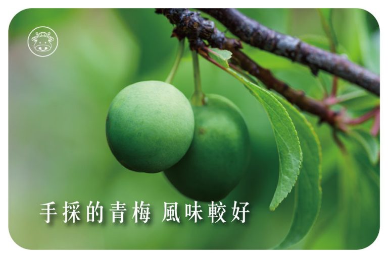「手採」VS「竿採」選擇「手採青梅」口感風味較好 6 「手採」VS「竿採」選擇「手採青梅」口感風味較好