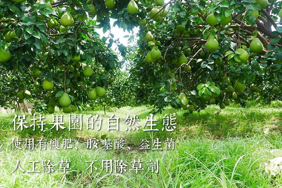 雲林《斗六文旦》 30年以上老欉 5 2017 douliu wendan 004