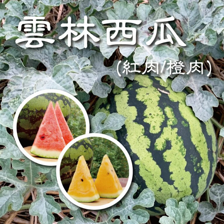 台灣濁水溪灌溉的《雲林西瓜》彥倫西瓜/妙蘭西瓜